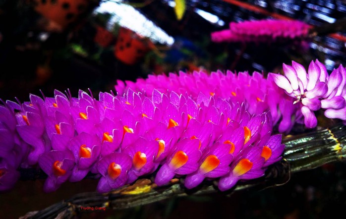 
Hoàng thảo báo hỷ gồm nhiều bông nhỏ mọc chen nhau, phía đầu cành hoa tựa như những chiếc bàn chải. Hoa của loài này xếp về một phía, nhỏ, màu hồng tía, nhụy hoa thuôn dài dạng lưỡi màu vàng. Hoàng thảo báo hỷ có mùi thơm rất đặc trưng.
