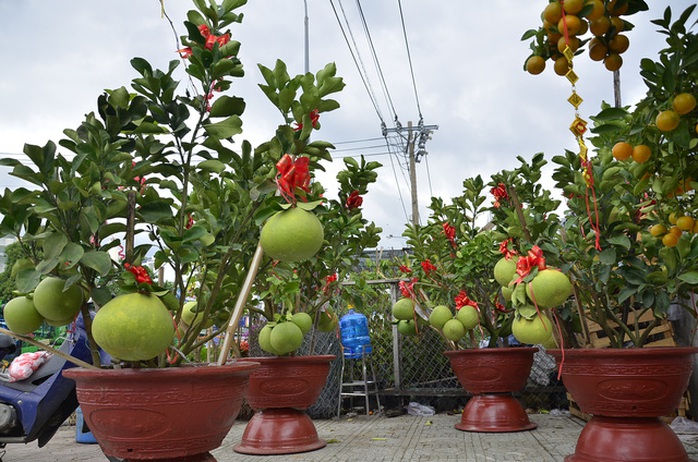 Những chậu bưởi da xanh ở Bến Tre được chuyển lên TP HCM trưng bày bán Tết. Trong ảnh có nhiều quả nặng đến hơn 3 kg.