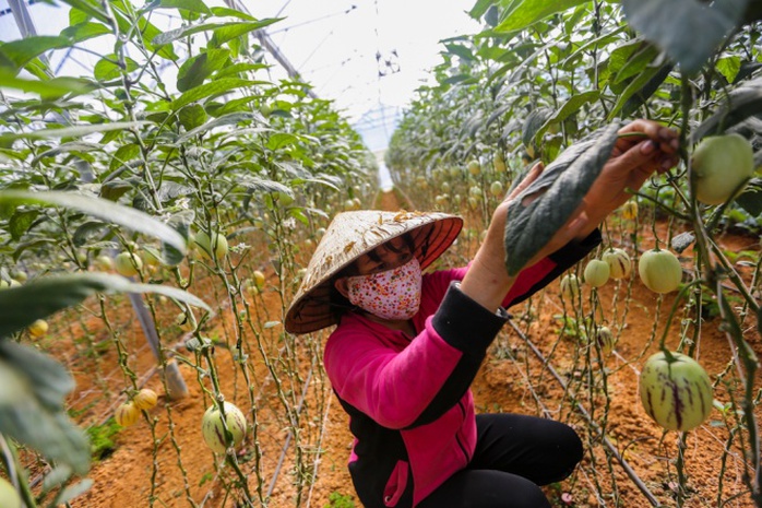 Gần Tết, anh Định cho người lặt lá dưa để kích thích trái tăng trưởng to, ra nhiều.