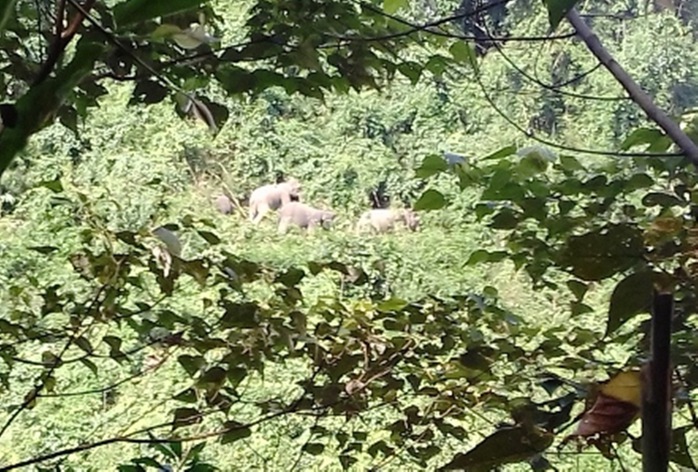 
Đàn voi rừng xuất hiện sát nhà dân (ảnh do anh Tăng Tâm cung cấp
