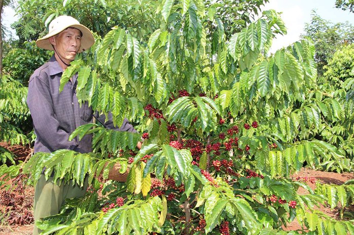 Hàng ngàn ha cà phê ở Tây Nguyên cần được tái canh để nâng cao năng suất, chất lượng Ảnh: CAO NGUYÊN