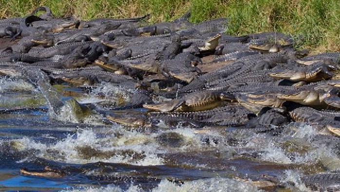 
Đàn cá sấu chen kín mặt nước. Ảnh: Lee Dalton
