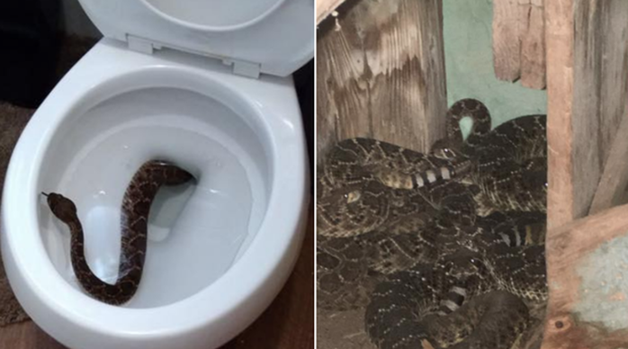 
Số rắn được tìm thấy trong gia đình Mcfadden. Ảnh: BIG COUNTRY SNAKE REMOVAL
