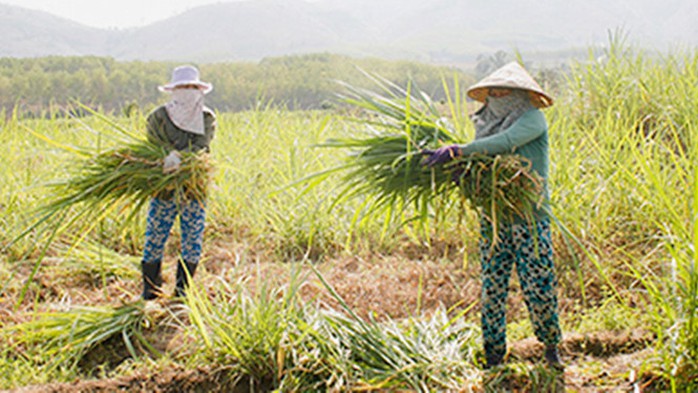 Cánh đồng cỏ sữa ở xã Sa BìnhẢNH: PHẠM ANH