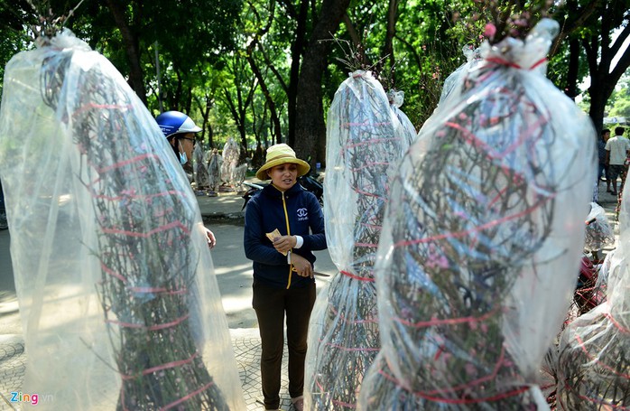 
Cũng trong hoàn cảnh tương tự, chị Lâm buồn rầu nhìn những cây đào sắp bị vứt đi. Vận chuyển vào 200 cây nhưng chỉ bán chưa được 100 cây, tính lại tôi lỗ mất 70 triệu. Giờ mong bán được giá 150.000-200.000 đồng cây đẹp để vớt chút ít để có chi phí đêm nay về quê ăn Tết, đồng hương Hải Dương với anh Hiệp cho hay.
