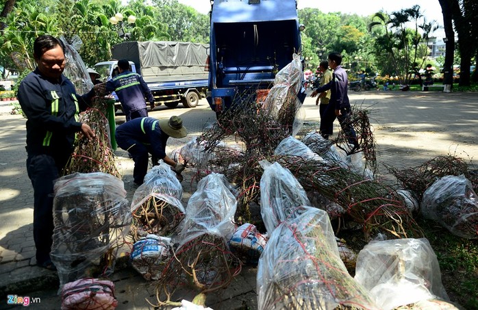 
Đến gần trưa, khi Ban quản lý công viên Gia Định thông báo cho các hộ bán hoa, cây cảnh trả lại mặt bằng, nhiều người bán đành bỏ lại hàng trăm cây. Công nhân công ty môi trường đưa xe rác chuyên dụng tới thu dọn những cây đào.
