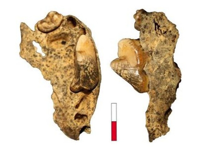 Phát hiện hài cốt sói biến hình 16.000 năm trong hang động ở Đức - Ảnh 1.
