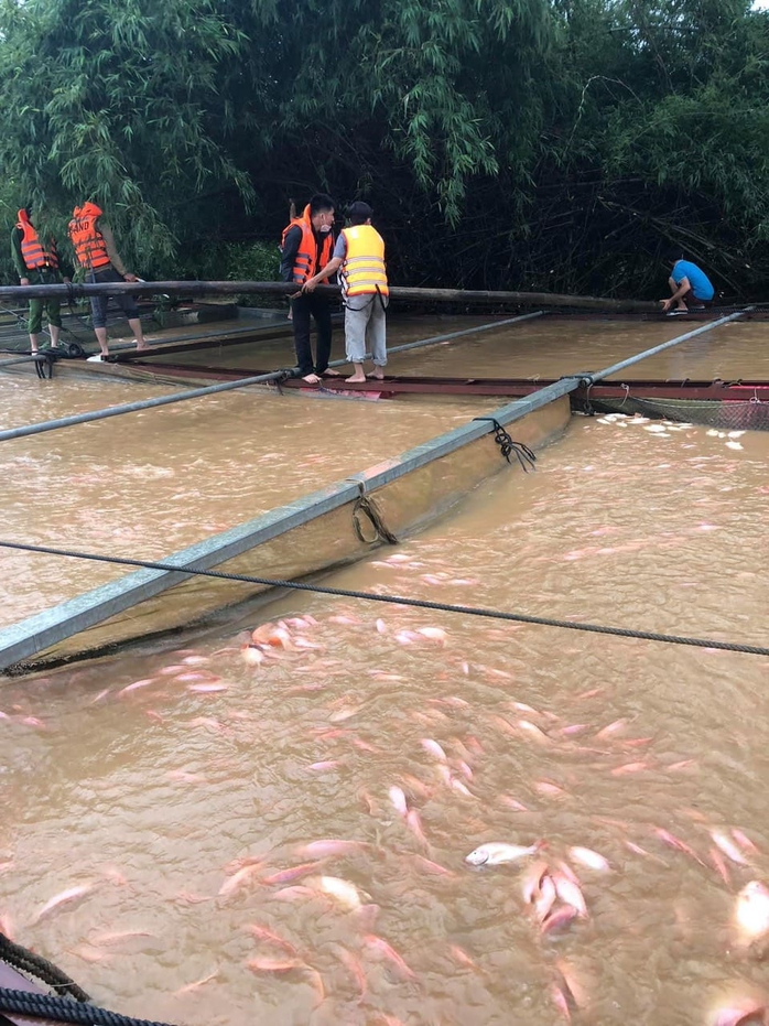 Gần 800 tấn cá bè chết trên sông Đồng Nai sau mưa lớn - Ảnh 2.