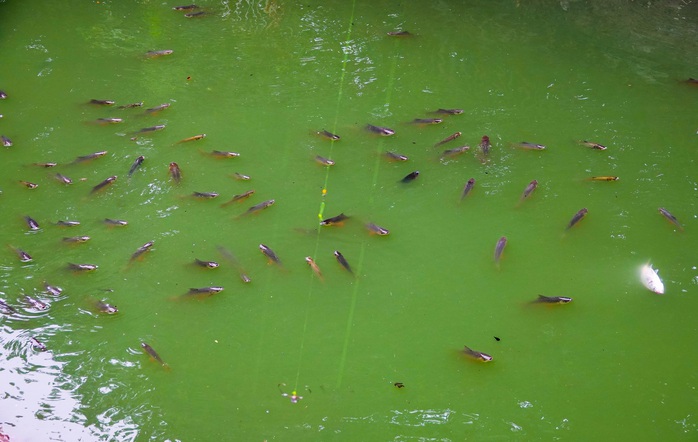 CLIP: Sông Tô Lịch bất ngờ xanh, nhiều người dân vui mừng bắt hàng tạ cá - Ảnh 12.