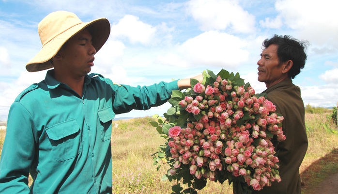 Hoa Đà Lạt tăng giá cao dịp 20-10 - Ảnh 3.