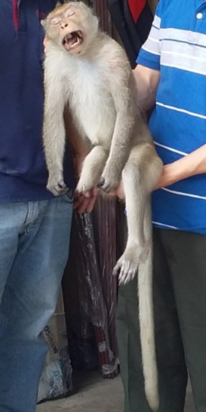 Khỉ cụt chân cắn người ở quận 12, TP HCM - Ảnh 1.