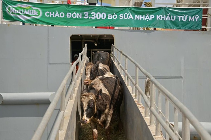 Tăng tốc sau dịch, Nutifood nhập 3.300 bò sữa thuần chủng từ Mỹ - Ảnh 1.