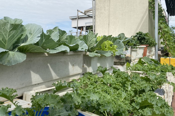 Dỡ mái nhà làm vườn - Ảnh 6. Dỡ mái nhà làm vườn - Ảnh 6.