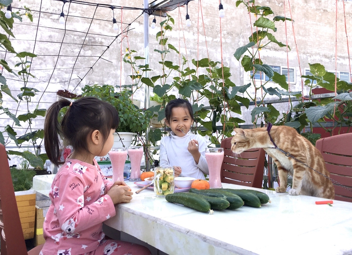 Dỡ mái nhà làm vườn - Ảnh 8. Dỡ mái nhà làm vườn - Ảnh 8.