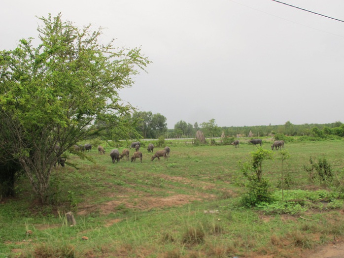 Đại biểu Trương Trọng Nghĩa: Củ Chi cần cân nhắc việc xin chuyển công năng dự án Safari! - Ảnh 2.