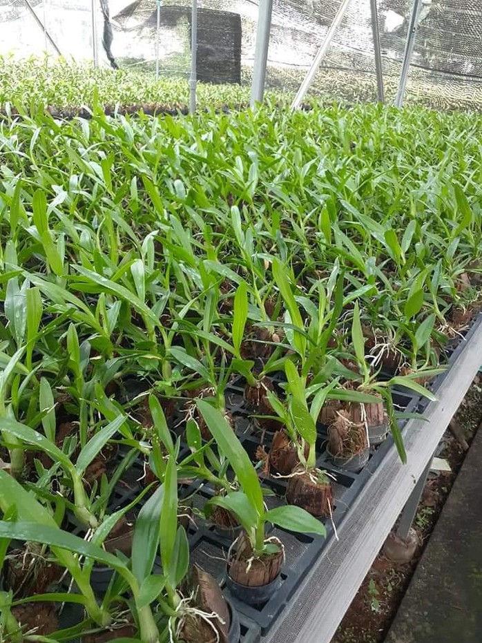 Trồng lan cấy mô hiệu quả kinh tế cao - Ảnh 1. Trồng lan cấy mô hiệu quả kinh tế cao - Ảnh 1.