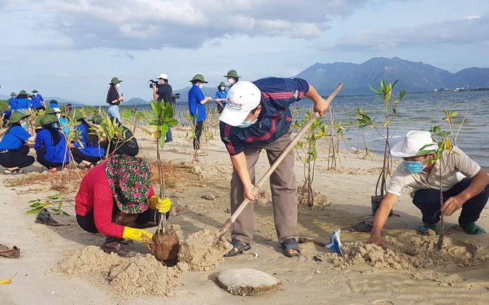 Phú Yên sẽ thu hồi đất lấn chiếm để trồng rừng ven biển - Ảnh 1.