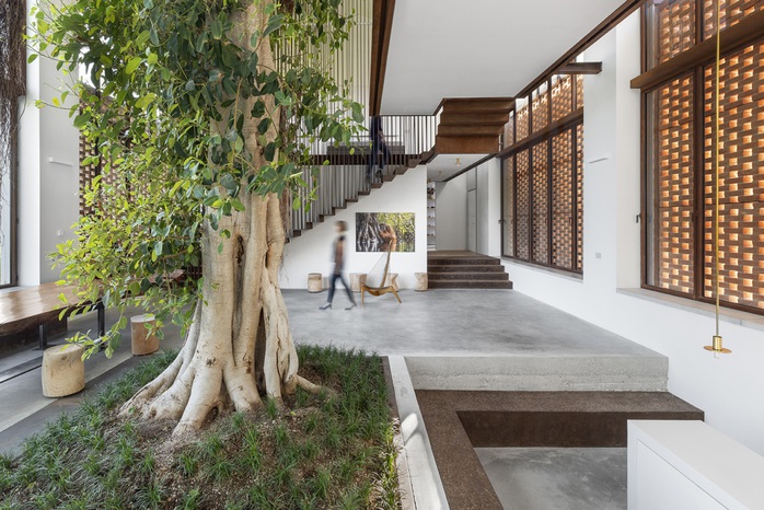 Cây sung cao 10 m mọc giữa nhà - Ảnh 4.