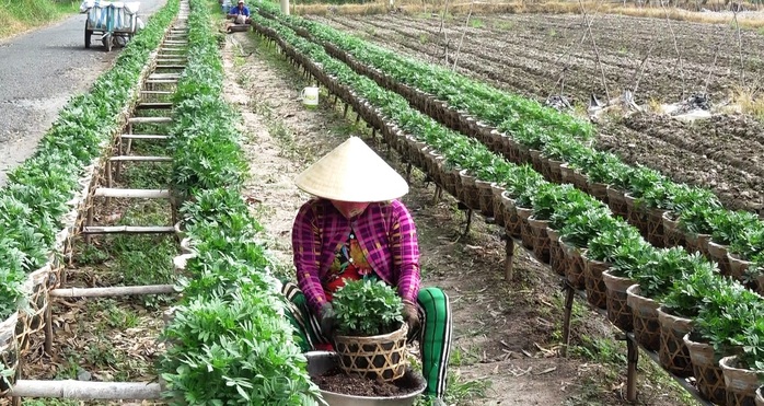 Lý do làng hoa lớn nhất miền Tây chuyển sang trồng kiểng lá, cây công trình - Ảnh 1.