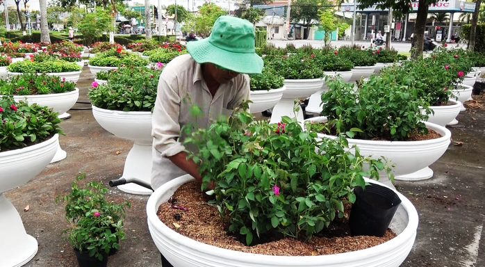 Lý do làng hoa lớn nhất miền Tây chuyển sang trồng kiểng lá, cây công trình - Ảnh 2.