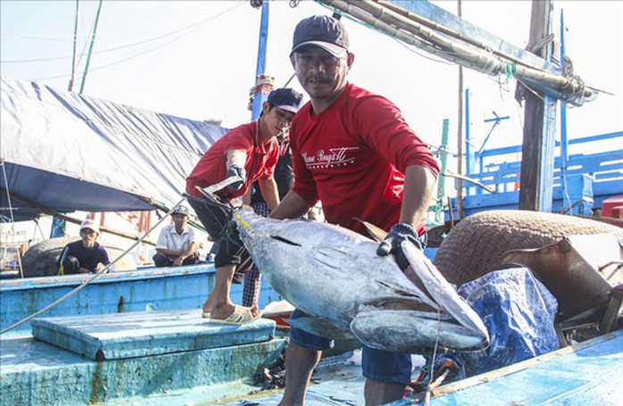 Cá ngừ đại dương Bình Định sẽ có đầu ra ổn định - Ảnh 1.