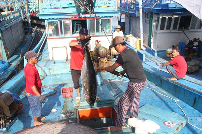Cá ngừ đại dương Bình Định sẽ có đầu ra ổn định - Ảnh 2.