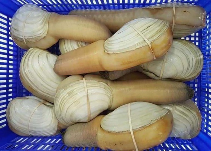Ốc vòi voi khổng lồ đổ về Việt Nam, giá rẻ chưa từng có - Ảnh 2.