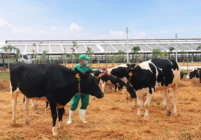 Vinamilk nhập khẩu hơn 2.100 bò sữa HF thuần chủng từ Mỹ về trang trại mới tại Quảng Ngãi - Ảnh 5.