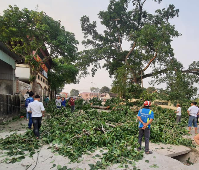 Cây đa 300 năm tuổi gãy lúc tan học, 4 học sinh bị thương - Ảnh 1.