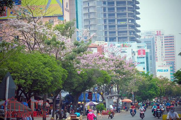 Bốn lăm mùa phượng thắm - Ảnh 1. Bốn lăm mùa phượng thắm - Ảnh 1.