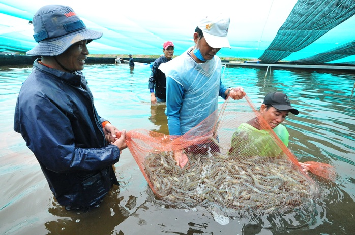 Việt Nam có thể trở thành cường quốc sản xuất, chế biến tôm số 1 thế giới - Ảnh 5.