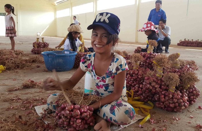 Hành tím Vĩnh Châu lại tồn đọng 50.000 tấn sau 6 năm “giải cứu” - Ảnh 12.