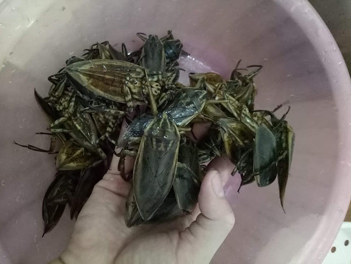 Loại côn trùng giống gián bán 3,5 triệu/kg, nhà giàu mua về hưởng thơm - Ảnh 2.