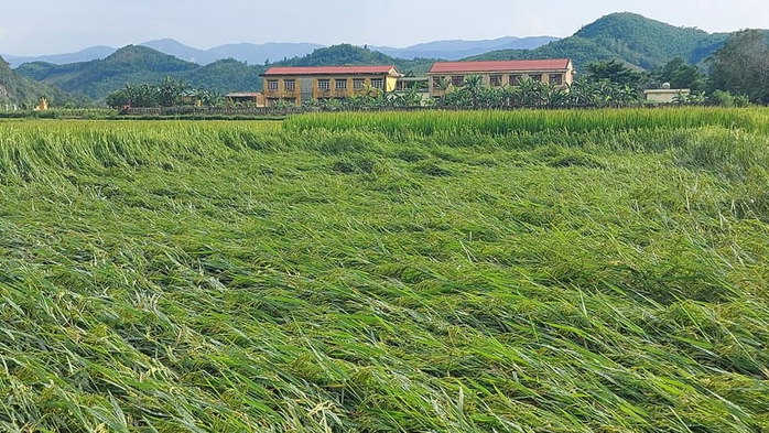 Mưa lớn, gần 3.000 hecta lúa của bà con nông dân Quảng Bình bị đổ rạp - Ảnh 1.