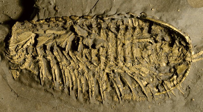 Phát hiện quái vật 500 triệu tuổi thở bằng chân, phủ vàng của kẻ ngốc - Ảnh 1.