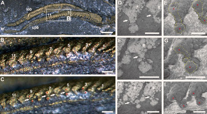 Phát hiện quái vật 500 triệu tuổi thở bằng chân, phủ vàng của kẻ ngốc - Ảnh 2.