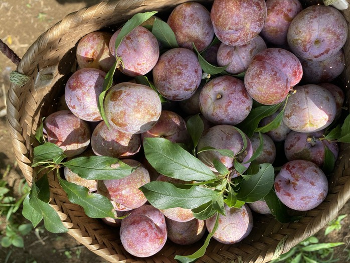 Đến lượt mận hậu, xoài tròn Yên Châu… lên sàn bán lẻ trực tuyến - Ảnh 1. Đến lượt mận hậu, xoài tròn Yên Châu… lên sàn bán lẻ trực tuyến - Ảnh 1.