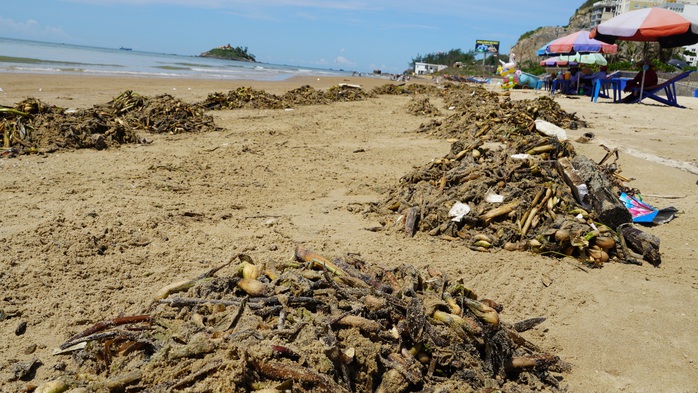 Bãi biển Vũng Tàu lại bị rác tấn công - Ảnh 8.