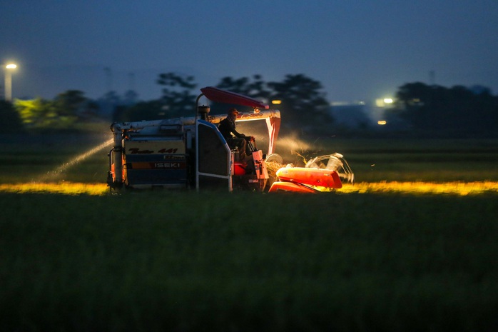 CLIP: Nắng đỉnh điểm, nông dân Hà Nội ra đồng gặt lúa vào ban đêm - Ảnh 2.