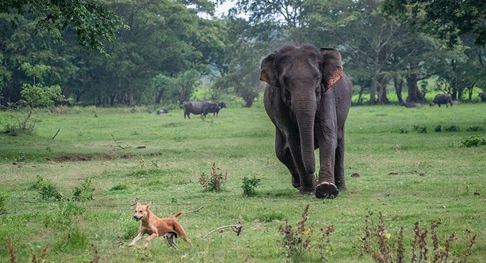 Voi phá đám cưới, chú rể nháo nhào chạy trốn - Ảnh 1.