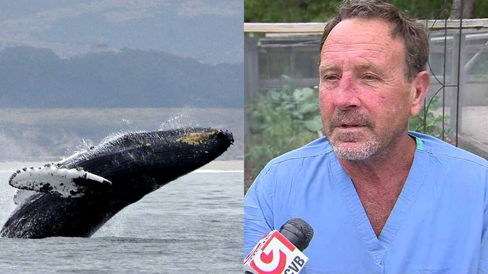 Mỹ: 30 giây kinh hoàng của ngư dân rơi vào miệng cá voi - Ảnh 1.