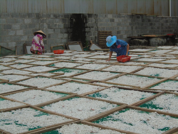Ngư dân Bình Thuận trúng mùa cá cơm - Ảnh 9.