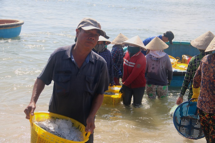 Ngư dân Bình Thuận trúng mùa cá cơm - Ảnh 2.