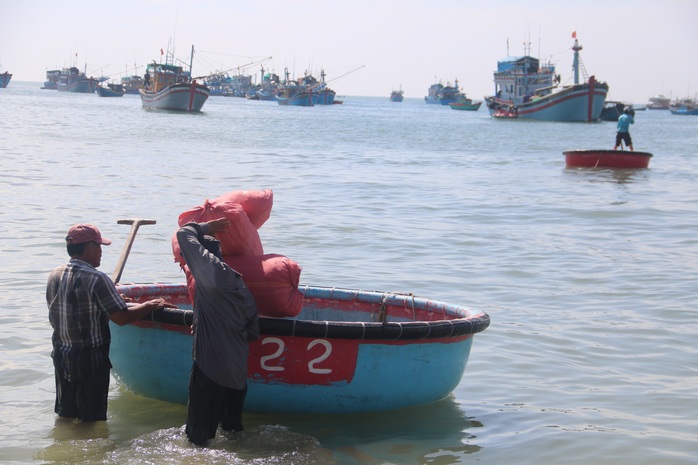 Ngư dân Bình Thuận trúng mùa cá cơm - Ảnh 10.