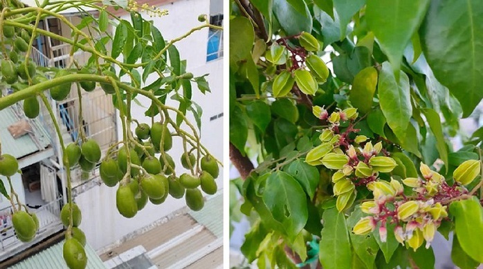 Vườn sân thượng hàng trăm cây ăn quả - Ảnh 5. Vườn sân thượng hàng trăm cây ăn quả - Ảnh 5.