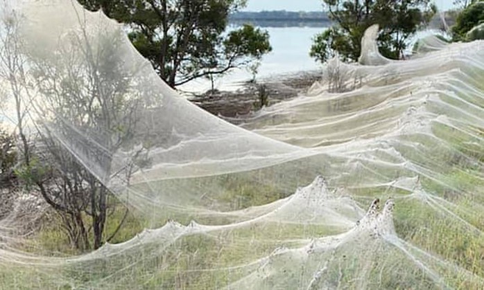 Mạng nhện khổng lồ kinh hồn ở Úc - Ảnh 1.