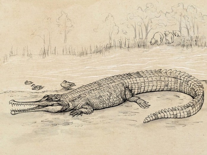 Đào được trùm cá sấu 5 triệu tuổi, to hơn nhiều loài khủng long - Ảnh 1.