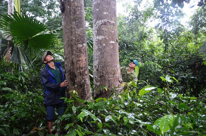 Sống chết giữ rừng lim - Ảnh 1.