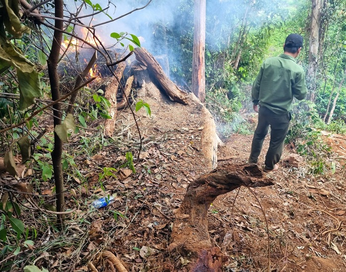 Chuyện lạ về nguồn gốc cổ thụ bị bắt giữ: Nghi vấn làm giả hợp đồng mua bán - Ảnh 2.