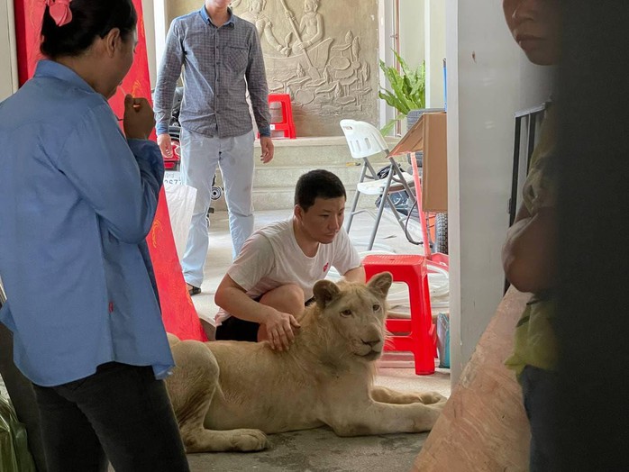 Cái kết của người Trung Quốc khoe thú cưng sư tử trên TikTok - Ảnh 2.